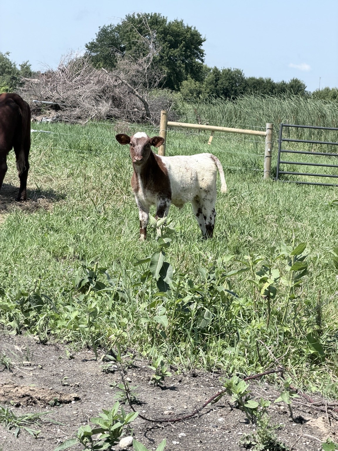 A calf standing near the pasture gate