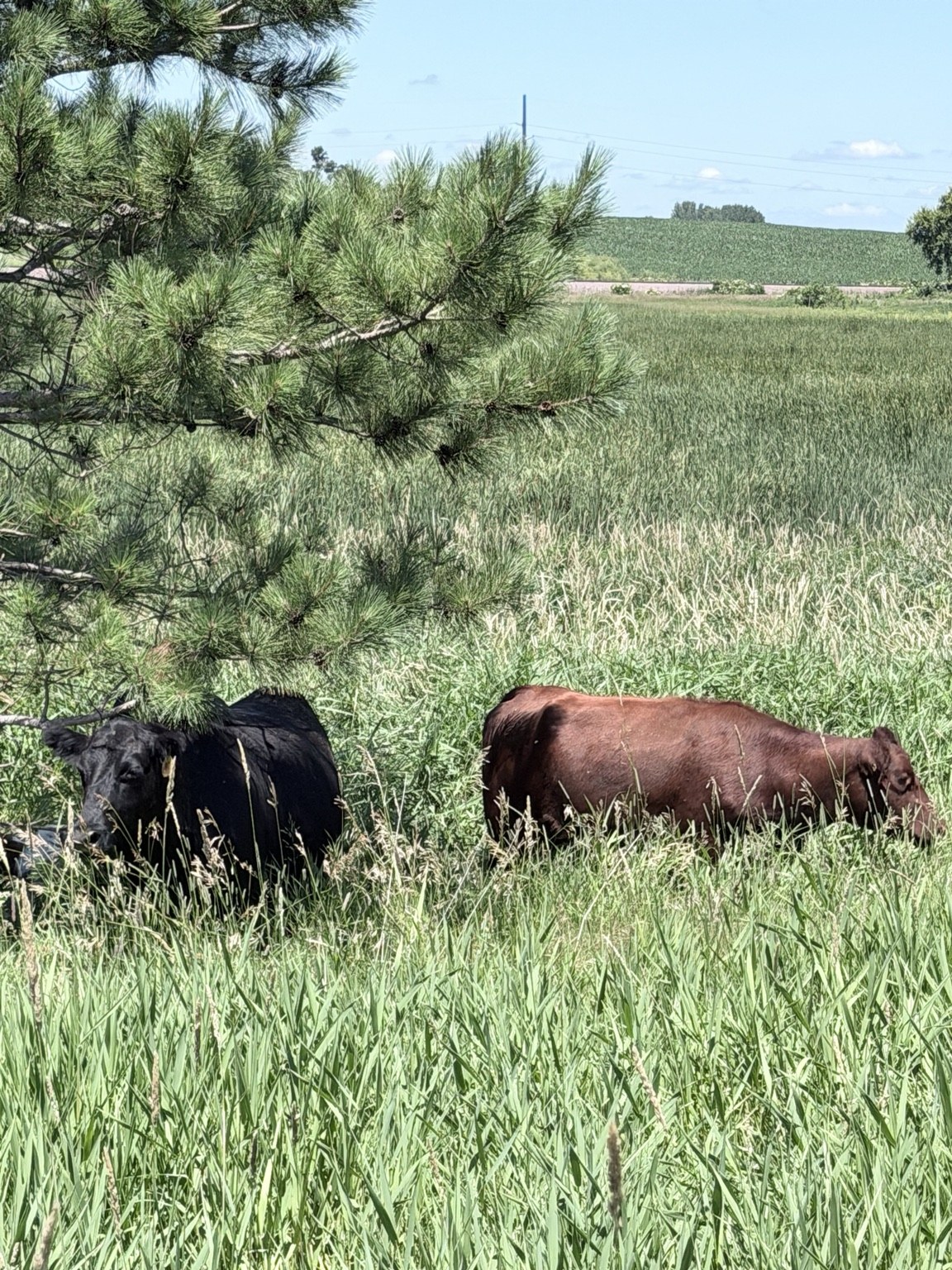 Cattle in tall green pasture