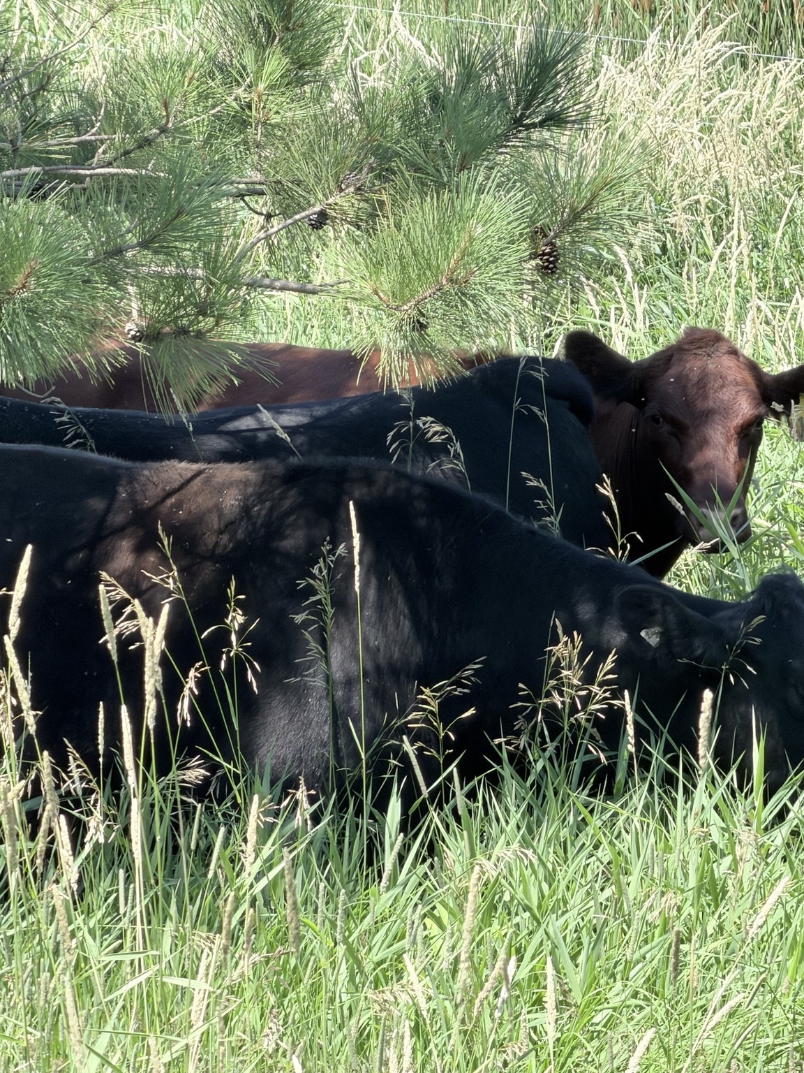 Cattle resting in the grass beneath the trees