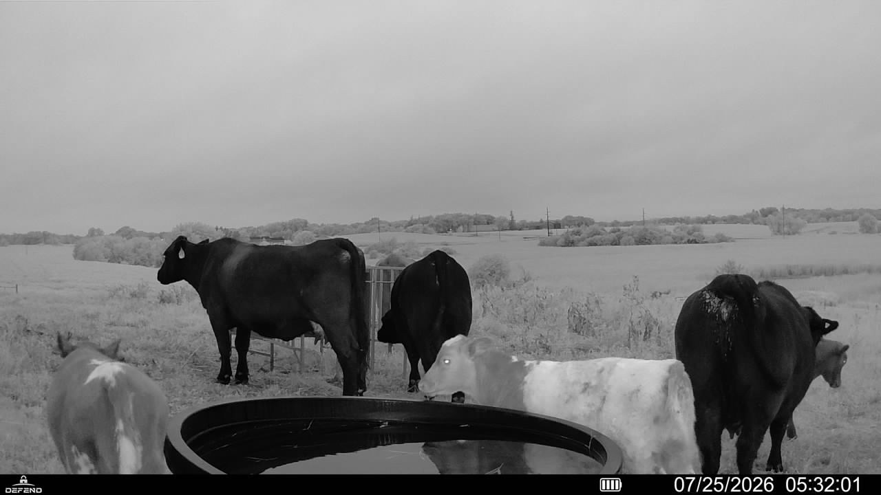 A trail camera view of cattle at the water trough