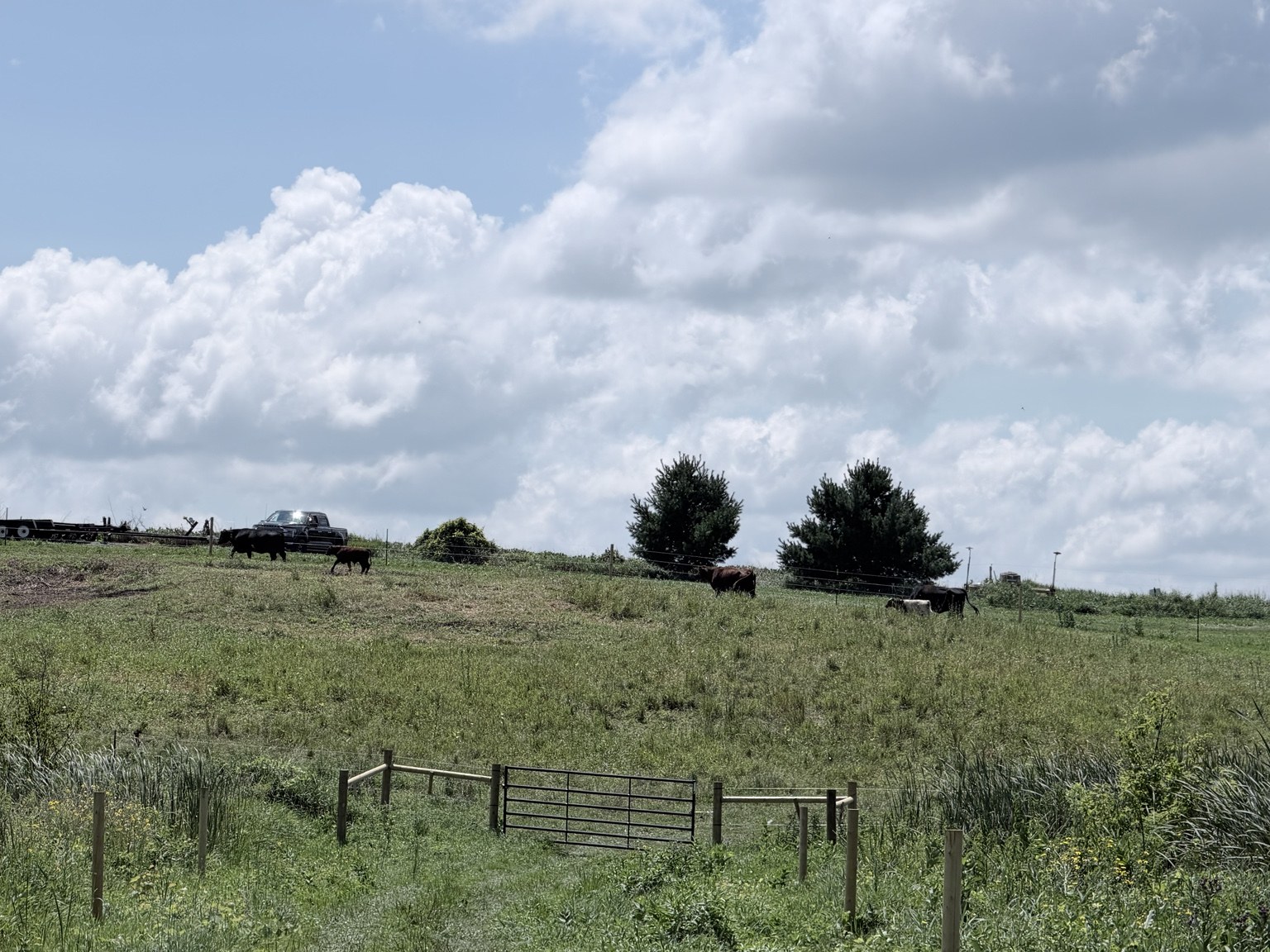 Open pasture beneath a cloud-filled sky