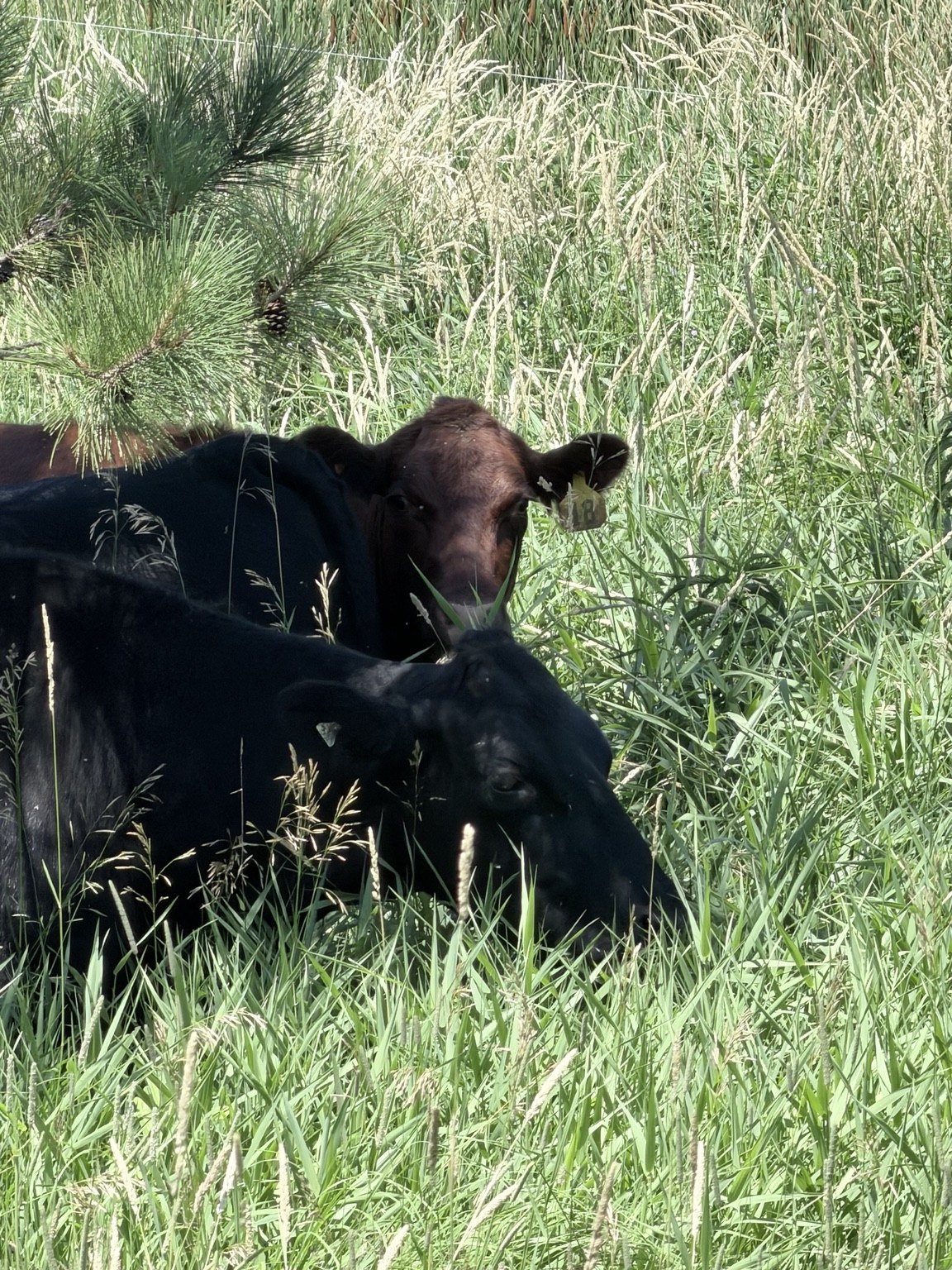 A closer look at cattle resting in the shade